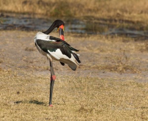 African jabiru (Jabiru mycteria) male specimen. Botswana.