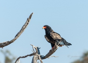 Acrobat eagle (Terathopius ecaudatus). Chobe National Park. Botswana.