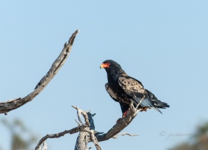 Águila volatinera (Terathopius ecaudatus). Parque Nacional de Chobe. Botswana.