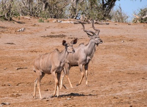 Pair of Greater Kudu (Tragelaphus strepsiceros). Botswana.