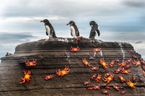 Galapagos penguin (Spheniscus mendiculus). On volcanic rock studded zapayas. Isla La Rabida. Galapagos Islands. Ecuador.