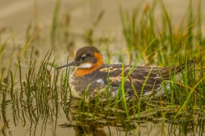 Slender-billed phalarope (Phalaropus lobatus). Shetland Islands. RU.