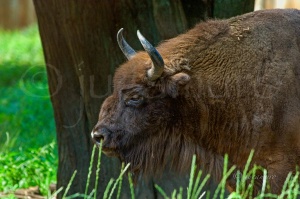European bison (Bison bonasus). Bialowieza National Park. Poland.