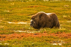 Musk ox (Ovibos moschatus). Dovrefjell NP. Norway.