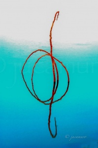 Branch and its reflection on the surface of a swamp (free edition). Riotinto. Huelva. Spain.