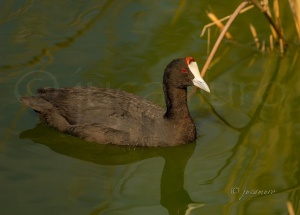 Focha cornuda o moruna. (Fulica cristata). Paraje Natural Marismas del Odiel. Huelva. España.