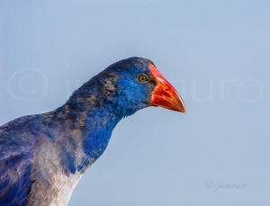 Retrato de calamón (Porphyrio porphyrio). Brazo del Este. Sevilla. España.