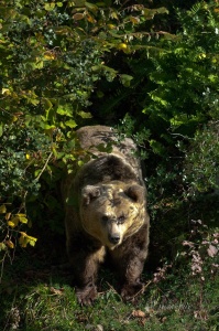 Oso cantábrico (Ursus arctos). Ejemplar en semi-libertad. Asturias. España.