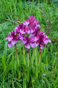 Orchis papilionacea in the Natural Park of the Sierra de Aracena. Huelva. Spain.