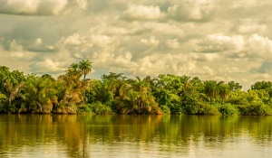 Jungla costera. Rivera del río Gambia. Gambia.