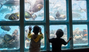 Children in the window watching the bottom of a boat. Coral barrier. Queensland. Australia.