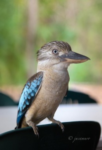 Cucaburra aliazul (Dacelo leachii). Kakadu NP. Australia.