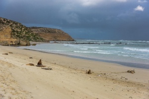 Australian sea lions (Neophoca cinerea). Kangaroo island. Australia.