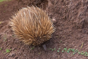 Echidna -short-beaked echidna- (Tachyglossus aculeatus). Flinders Chase National Park. Kangaroo island. Australia.