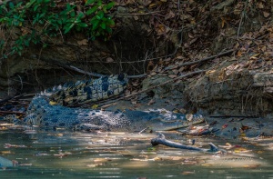 Cocodrilo de mar (Crocodylus porosus). Kakadu NP. Australia.