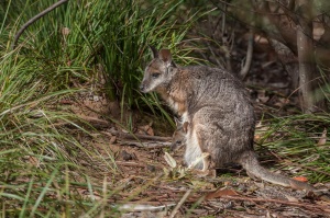 Canguro gris occidental (Macropus fuliginous). Flinders Chase National Park . Kangaroo island. Australia.