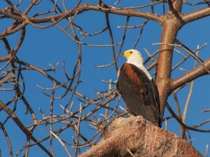 African fish eagle (Haliaeetus vocifer). Moremi Wildlife Reserve. Botswana.