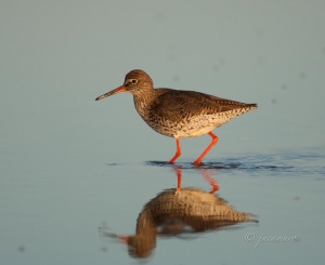 Redshank (Tringa totanus). Odiel Natural Area. Huelva. Spain.