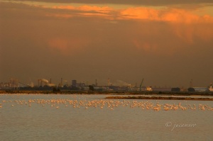 Paraje Natural Marismas del Odiel. Flamencos y Polo Industrial de Huelva. Huelva. España.