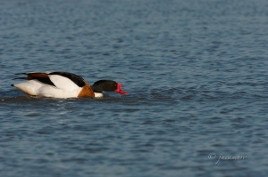 Shelduck (Tadorna tadorna). Odiel Marshes Nature Reserve. Huelva. Spain.