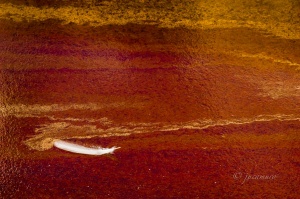 Pluma en una balsa de desecación de las salinas. Paraje Natural Marismas del Odiel. Huelva. España.