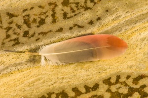 Pluma de flamenco en una balsa de desecación de las salinas. Paraje Natural Marismas del Odiel. Huelva. España.