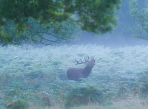 Bellowing. Richmond Park. London. RU.