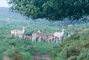 Family fallow deer. Richmond Park. London. RU.