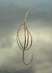 Matrix image above. Rama on surface of a swamp. Riotinto. Huelva. Spain.