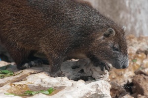 Hutia (Capromys pilorides pilorides). Cuban endemism. Zapata Swamp. Cuba.