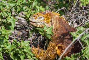 Galapagos land iguana (Conolophus subcristatus). Santa Cruz Island. Galapagos Islands. Ecuador.