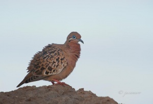 Turtledove or zenaida Galapagos Galapagos (Zenaida galapagoensis). Galapagos Islands. Ecuador.