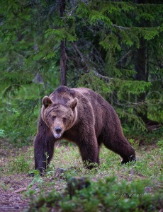 Oso pardo europeo en celo (Ursus arctos arctos). Martinselkonen NP. Finlandia.