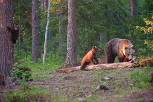 Oso pardo europeo (Ursus arctos arctos). Madre con cachorros. Martinselkonen NP. Finlandia.