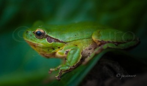 San Antonio frog (Hyla arborea). Natural Park of the Sierra de Aracena. Andalusia. Huelva. Spain.