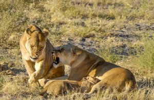 Lions (Panthera leo) in dispute. Botswana.