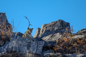 Leopardo (Panthera pardus pardus) en su atalaya. Chobe. Botswana.