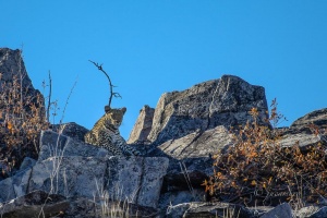 Leopard (Panthera pardus pardus) in his watchtower. Chobe. Botswana.