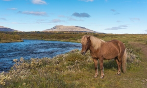 Caballo islandés.