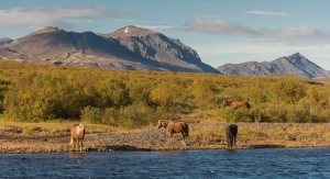 Caballo Islandés.