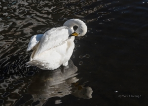 Cisne cantor. (Cygnus cygnus).