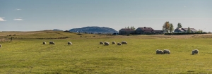 Granja con ovejas islandesas.