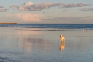 Golden Retriever en Playa Punta del Moral. Ayamonte. Huelva. España.