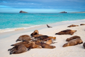 Lobo marino de Galápagos (Zalophus wollebaeki).Isla 