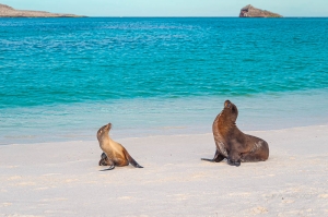 Lobo marino de Galápagos (Zalophus wollebaeki).Isla 