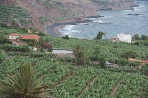 Cultivo de plátanos. Isla de Tenerife. Islas Canarias. España.