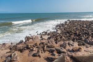 Cape Cross. Skeleton Coast Park. Namibia.