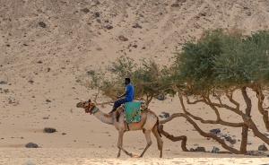 Nubian on camel. Aswan.