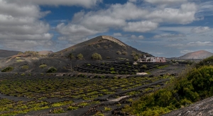 Finca vitivinícola en La Geria.