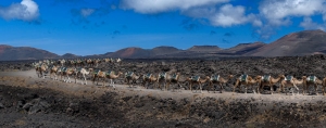 Dromedarios en el Parque Nacional de Timanfaya.